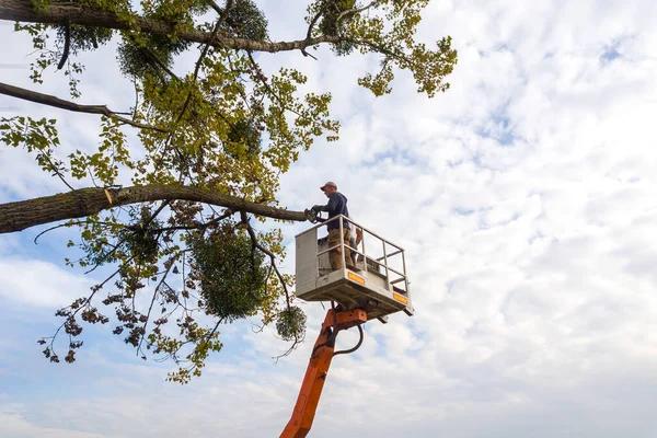 Find Tree Service Mobile That Delivers Fast and Quality Results