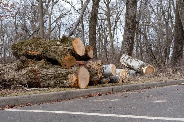 Affordable Tree Trimming Madison Services Near You