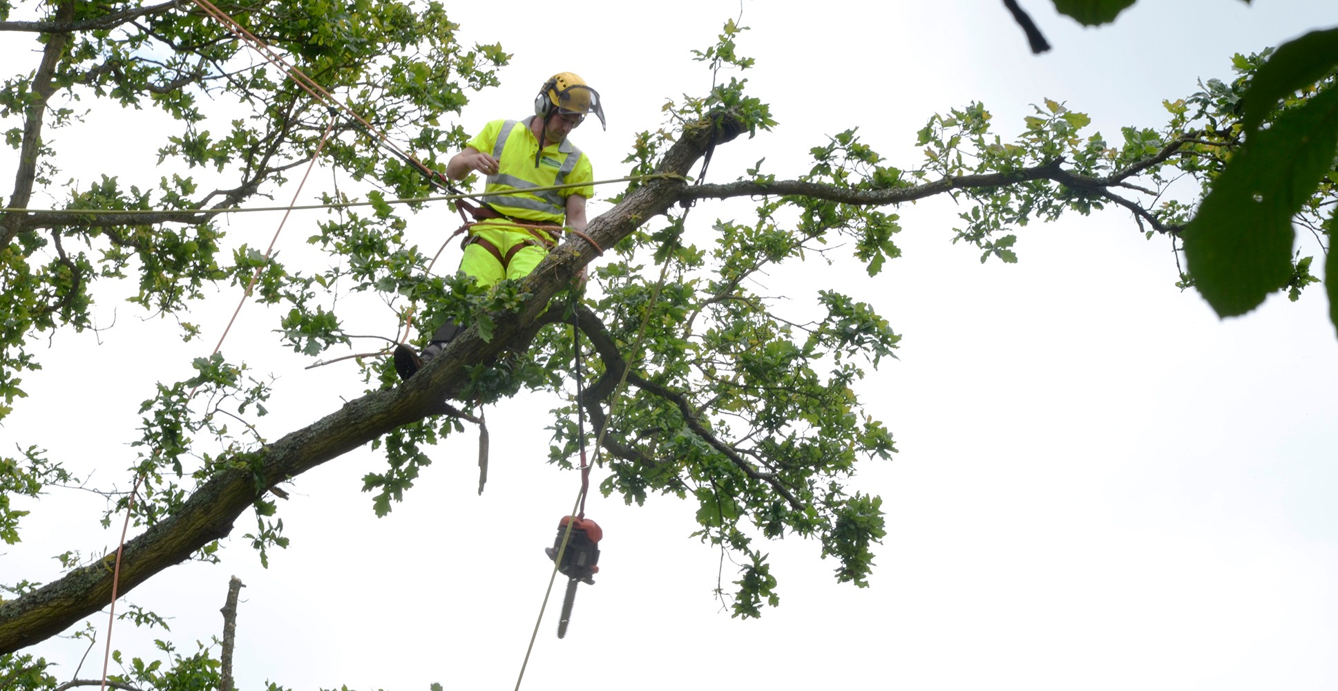 Expert Tree Care with tree surgeon Heald Green for Every Property