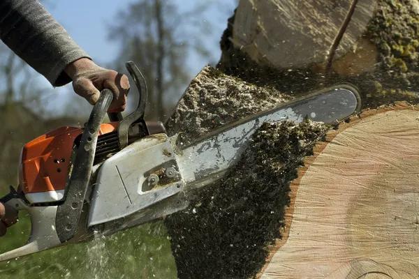 Expert Tree Removal Service Mobile with Reliable Results