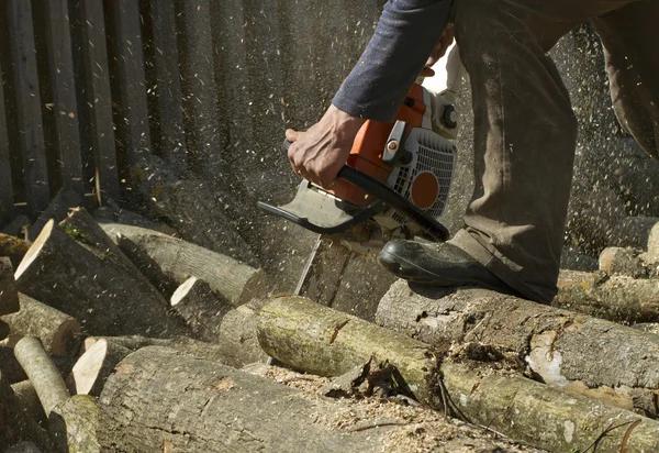 Professional Auburn Tree Care Services for Healthier Outdoor Spaces