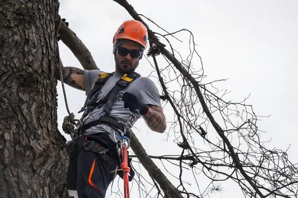 Benefits of Regular Tree Maintenance for Your Property